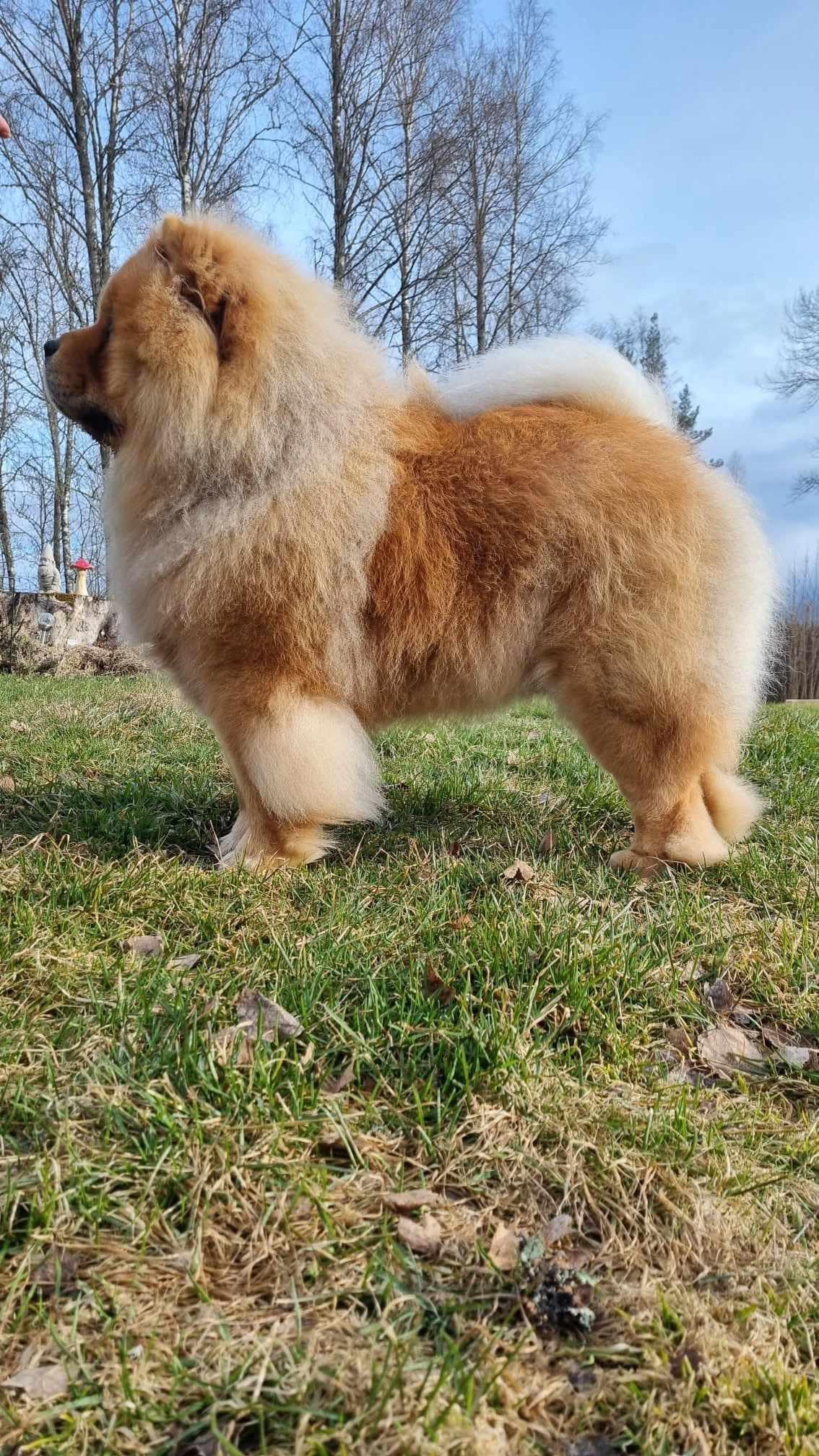 adult tan chow chow on pavement